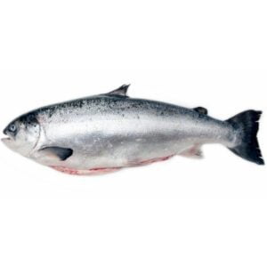 Salmon Head/On