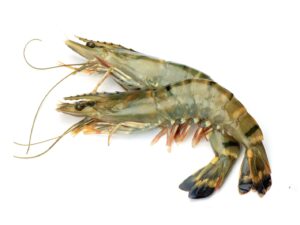 caviale black tiger king shrimp