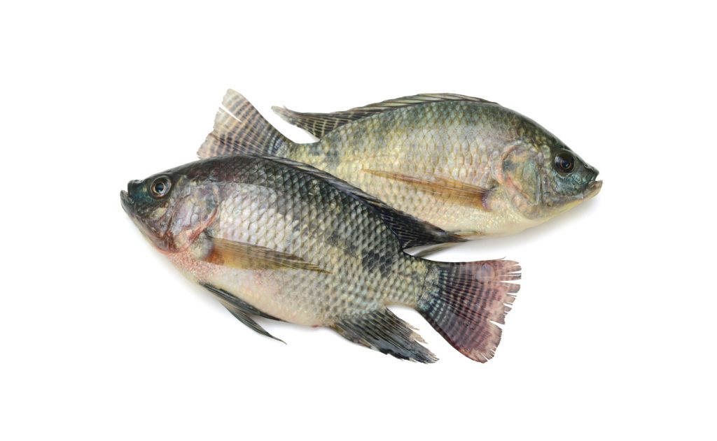 Freshly Frozen Tilapia Fish (Bolty)