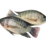Freshly Frozen Tilapia Fish (Bolty)