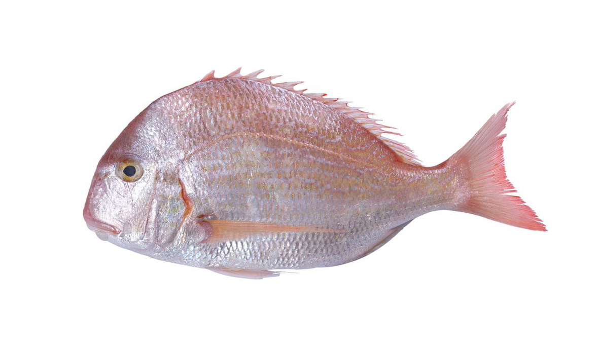 سمك بربوني soldier bream