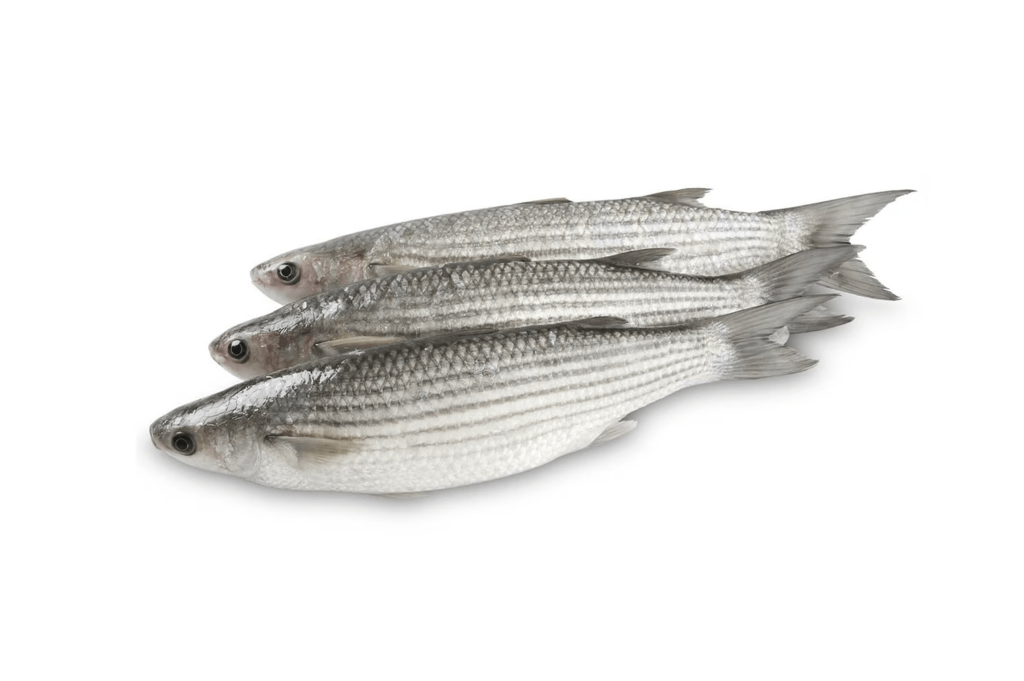bouri fish