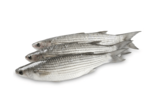 bouri fish