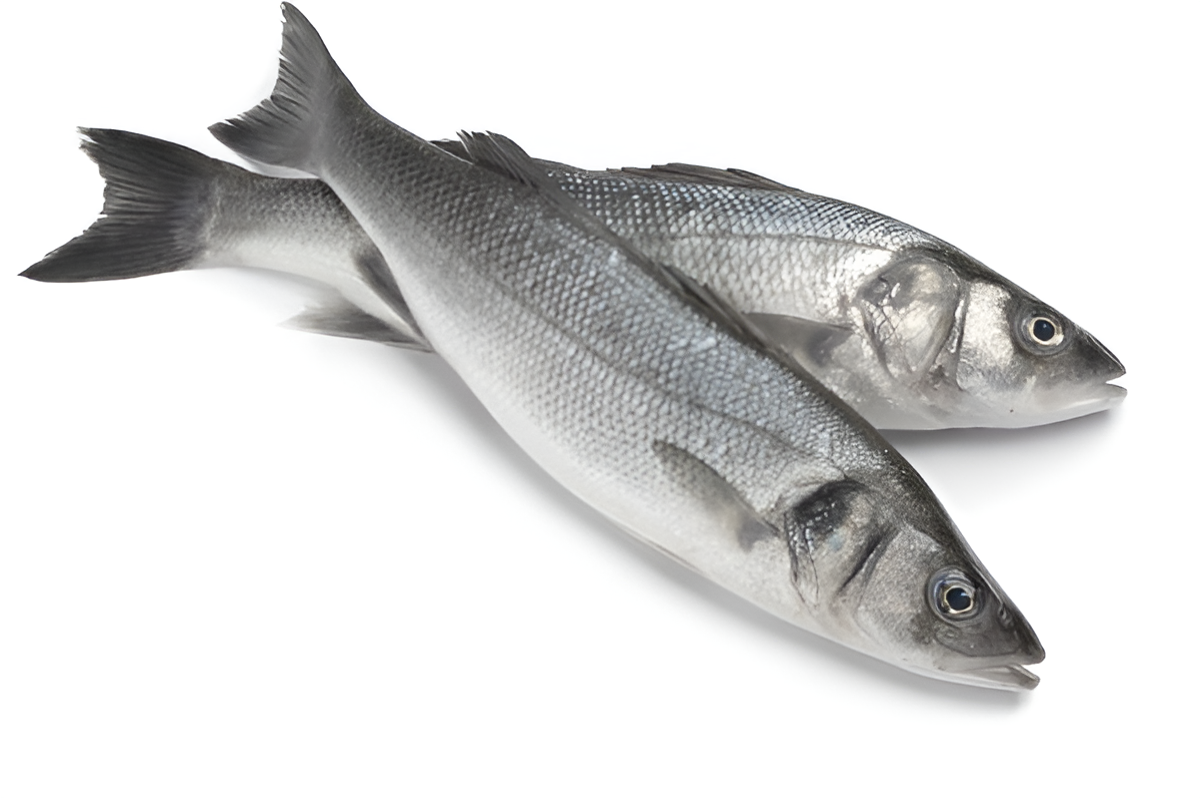 Freshly Frozen Sea Bass Fish Freshly Frozen Sea Bass Fish