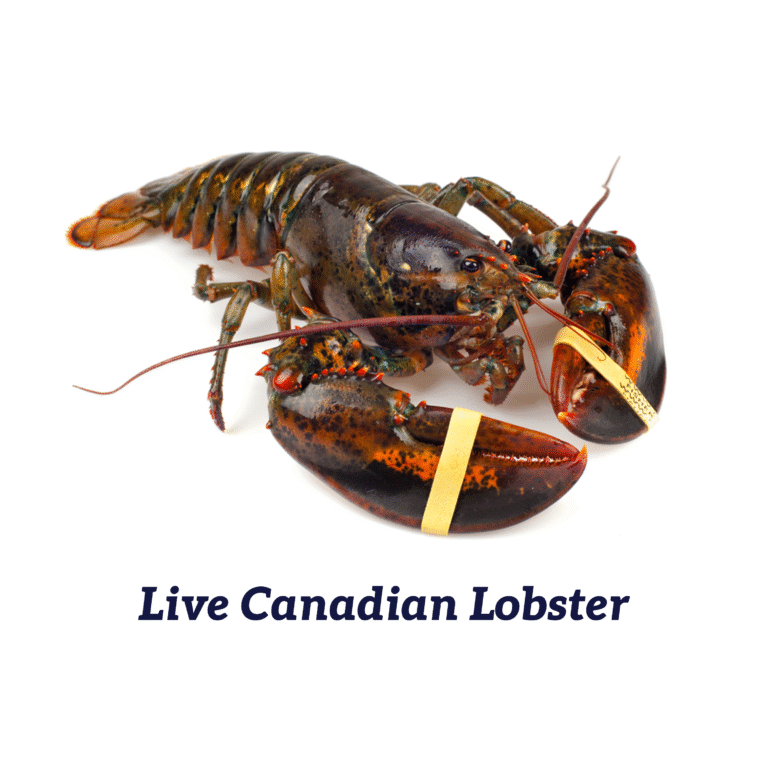Lobster